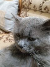Аватара пользователя