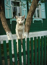 Аватара пользователя