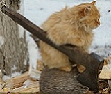 Аватара пользователя