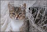 Аватара пользователя