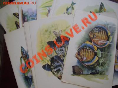 Продам много открыток ! - P3270551.JPG