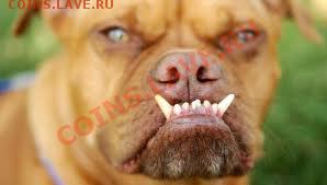 делает - прямо сейчас !!! - images