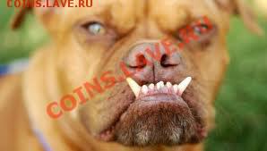делает - прямо сейчас !!! - images