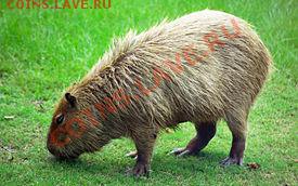 КОНКУРС !!! Мои монеты с фауной! - 275px-Capybara_Hattiesburg_Zoo_(70909b-42)_2560x1600