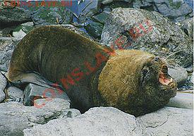 КОНКУРС !!! Мои монеты с фауной! - 275px-Male_southern_sea_lion