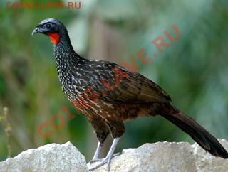 КОНКУРС !!! Мои монеты с фауной! - DuskyLeggedGuan-2721ss