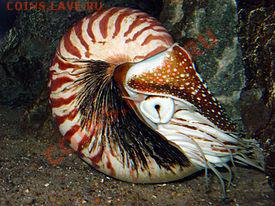 КОНКУРС !!! Мои монеты с фауной! - 275px-Nautilus-JB-01
