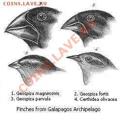 угадай монету 07.01.2014 - 's_finches