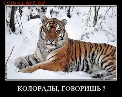 Ну а теперь про Украину - колорад-тигр