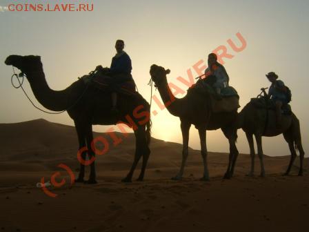 Животные на монетах - p177652-Morocco-Camel_Trekking[1]