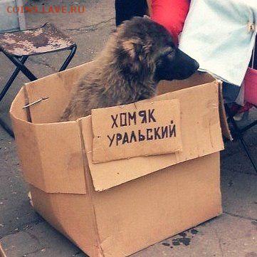 юмор - Хомяк уральский