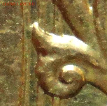 10 руб 2013 ммд шт.2.2А короткий (4.05.15. в 22-00мск) - DSC07604.JPG