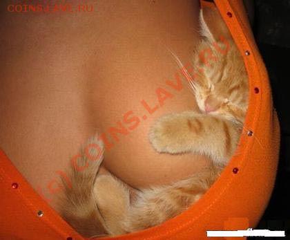 юмор - lucky-cat