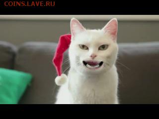 Любите ли вы кошек? - 13