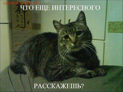 Любите ли вы кошек? - post-3-12250967698572