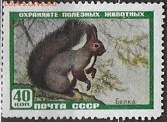 СССР 1959. Фауна СССР. Белка - С-216