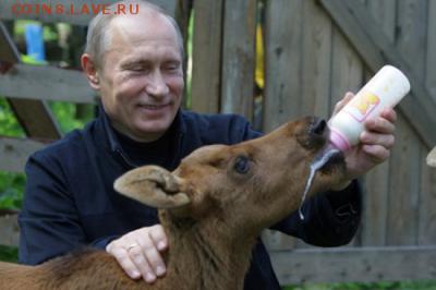 События на Украине. - лось