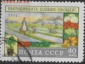 СССР 1954. Уборка овощей** - С-446