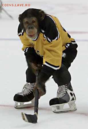 делает - прямо сейчас !!! - hockey-bilder-i5