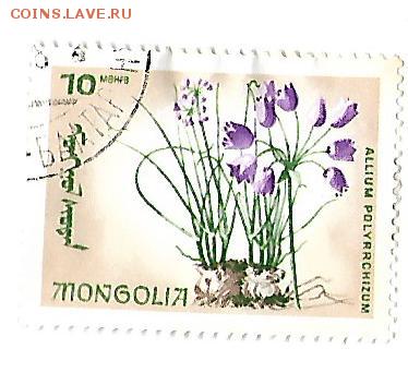 марки солянка (ино.)   08.04.17   22-00 - 3+1 монгол