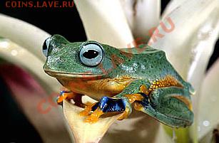 Животные на монетах - 50T5670-12-java-gliding-frog