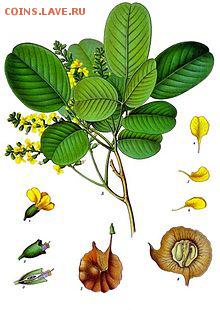 Помогите опознать, античное серебро - Pterocarpus_santalinus_-_Köhler–s_Medizinal-Pflanzen-114