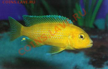 И ОПЯТЬ УГАДАЙКА 6.08.11 - aquarist-009