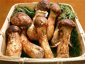 И ОПЯТЬ УГАДАЙКА  теперь грибы! - 275px-Matsutake