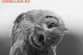 Помогите в определении разновидности монеты 5 копеек 1953 - image