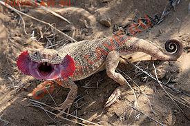 ушастая круглоголовка - 275px-Phrynocephalus_mystaceus