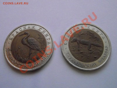 КК-93(аист, эублефар) на перепись - DSCF8676.JPG