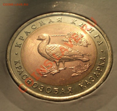1992 - Красная книга - Казарка  (ок. 29.03.12 в 21-30) - k05