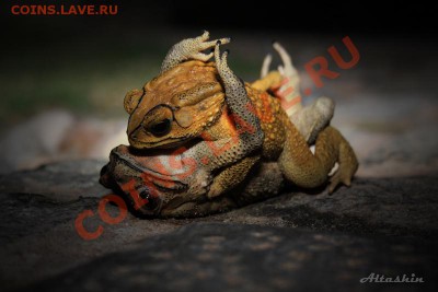 Альбом для монет NUMIS - post139636_img1
