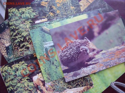 ОТКРЫТКИ наборами и не только. - P3270544.JPG