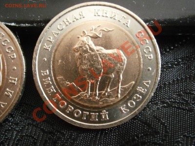 КРАСНАЯ КНИГА 1991 и 1993 гг В СОХРАНЕ - P3150025.JPG
