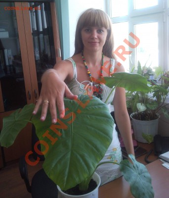 ФОТО - просто фото. Те что получились удачными. - SNC02449