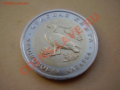 КРАСНАЯ КНИГА 1992г. Краснозобая казарка до 06.05.2012г. - P4150007.JPG