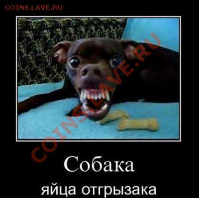 делает - прямо сейчас !!! - sobaka-yaica-otgryzaka