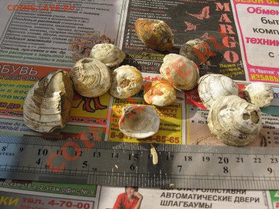 Аммониты, Белемниты, Двустворчатые моллюски... - IMG_2856.JPG