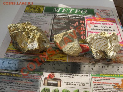 Аммониты, Белемниты, Двустворчатые моллюски... - IMG_2855.JPG