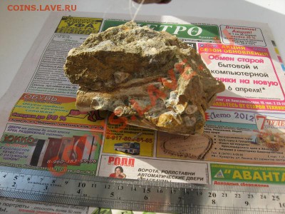 Аммониты, Белемниты, Двустворчатые моллюски... - IMG_2850.JPG
