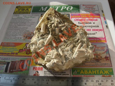 Аммониты, Белемниты, Двустворчатые моллюски... - IMG_2849.JPG