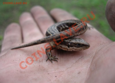 Кузбасский коп - IMG_3605