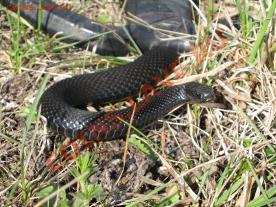 Кузбасский коп - IMG_3634