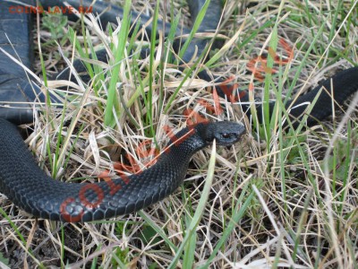 Кузбасский коп - IMG_3631