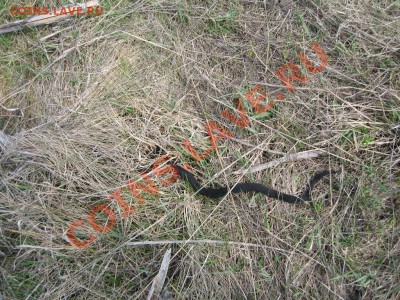 Кузбасский коп - IMG_3637
