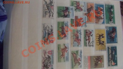 продам коллекцию марок ЛОШАДИ - DSCF1846.JPG