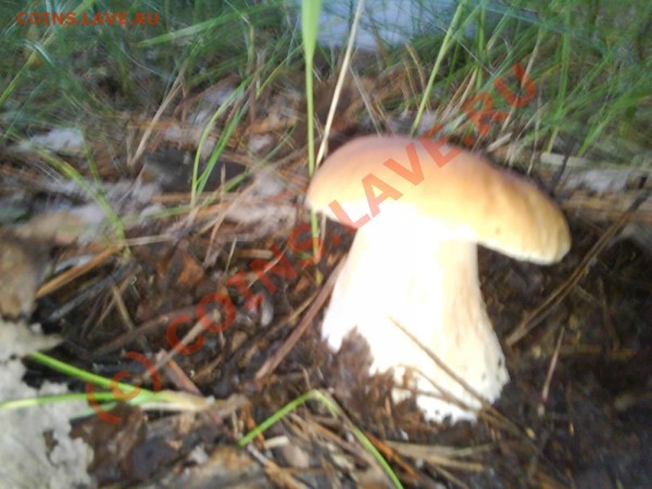 Любители "тихой охоты" есть? Все сюда :) - Photo 0056