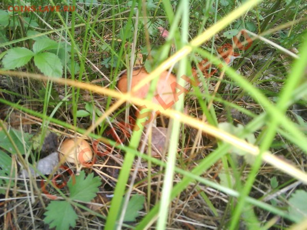 Любители "тихой охоты" есть? Все сюда :) - Photo 0053