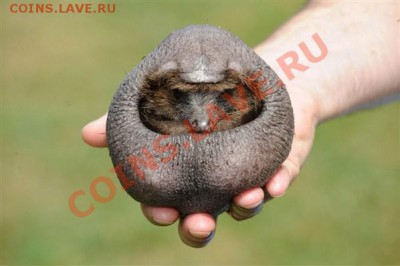 Ассоциация слов - DCE032F50FFEFB0BE2BDE871C8327